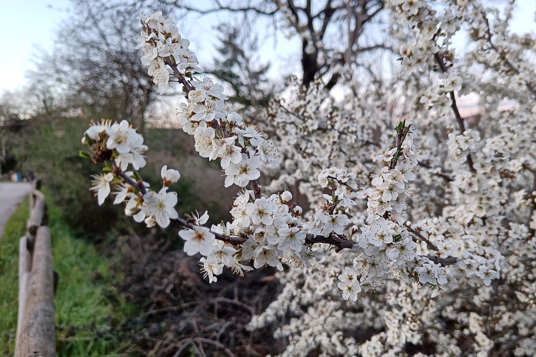 桜色のペルージャ花咲き糸杉水に映る散歩道_f0234936_20225298.jpg