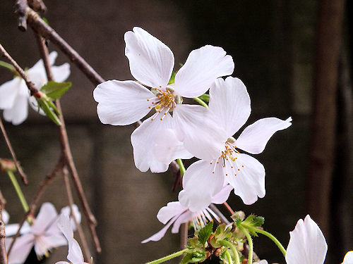 椿に桜に梅桃_e0413146_17105963.jpg