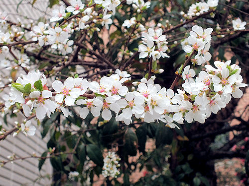 椿に桜に梅桃_e0413146_17105970.jpg