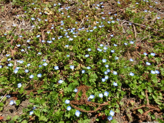 桜並木を散歩、富山県の開花は⁇！_a0185551_17424303.jpg