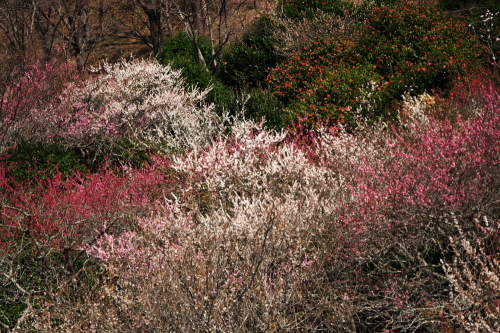 神奈川県湯河原町　幕山公園の湯河原梅林2_a0263109_17362339.jpg