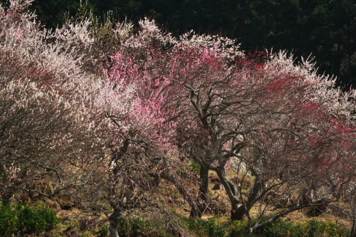 神奈川県湯河原町　幕山公園の湯河原梅林2_a0263109_17371339.jpg