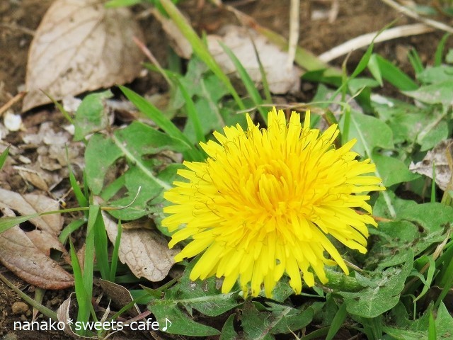 お散歩＊春の道端の花＊ジョビ子＆カワセミ_d0147030_11201279.jpg