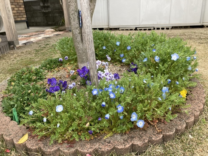 我が家の庭にも春が訪れてきました_b0100062_12365311.jpeg