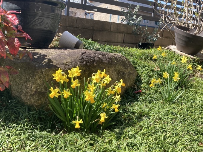 我が家の庭にも春が訪れてきました_b0100062_12400379.jpeg