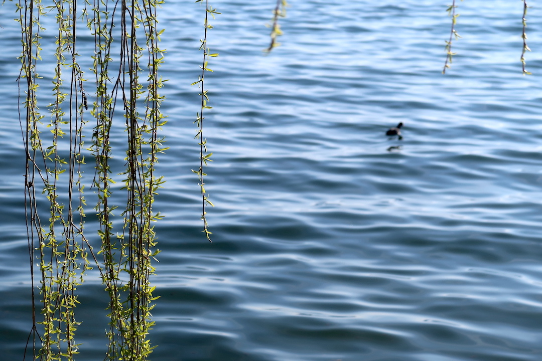 日にきらめく青いボルセーナ湖に春の足音_f0234936_23030393.jpg
