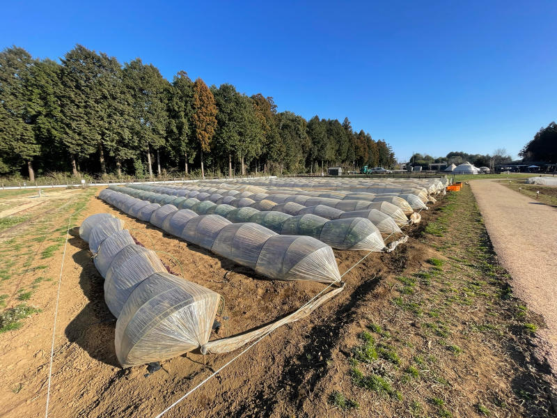 【今日からの新天地】農園リゾート「THE FARM」＠千葉県香取市_b0008655_01210447.jpg