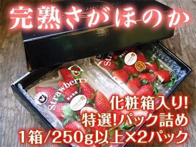 熊本産高級イチゴ『完熟さがほのか』大好評販売中！こだわりの夜摘みいちごを即日発送でお届けします！_a0254656_14360123.jpg