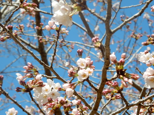 ’２３，３，２０（月）桜の開花と健康遊具とサンドイッチ！_f0060461_13035901.jpg