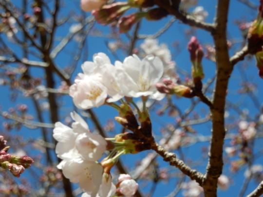 ’２３，３，２０（月）桜の開花と健康遊具とサンドイッチ！_f0060461_13040315.jpg