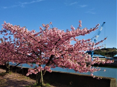 河津桜に葉が出はじめました_e0175370_22175664.jpg