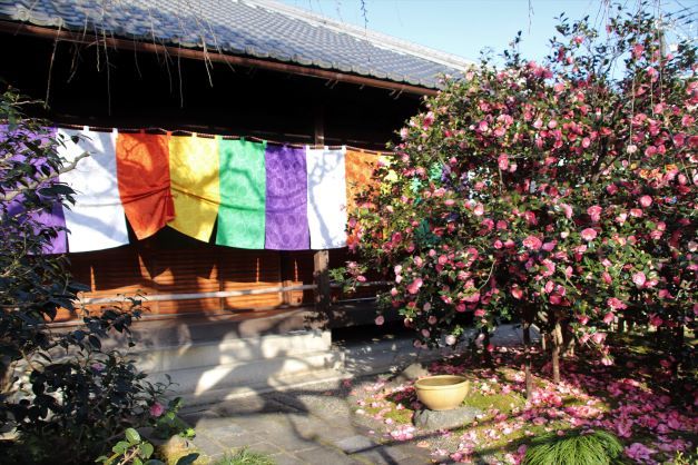 五色散り椿が盛りに　地蔵院_e0048413_22124383.jpg