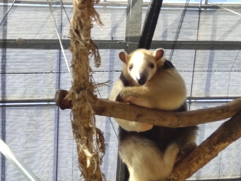 &#128060;動物園巡り８巡目&#127908;神戸動物王国&#128047;_d0122424_22041695.jpg