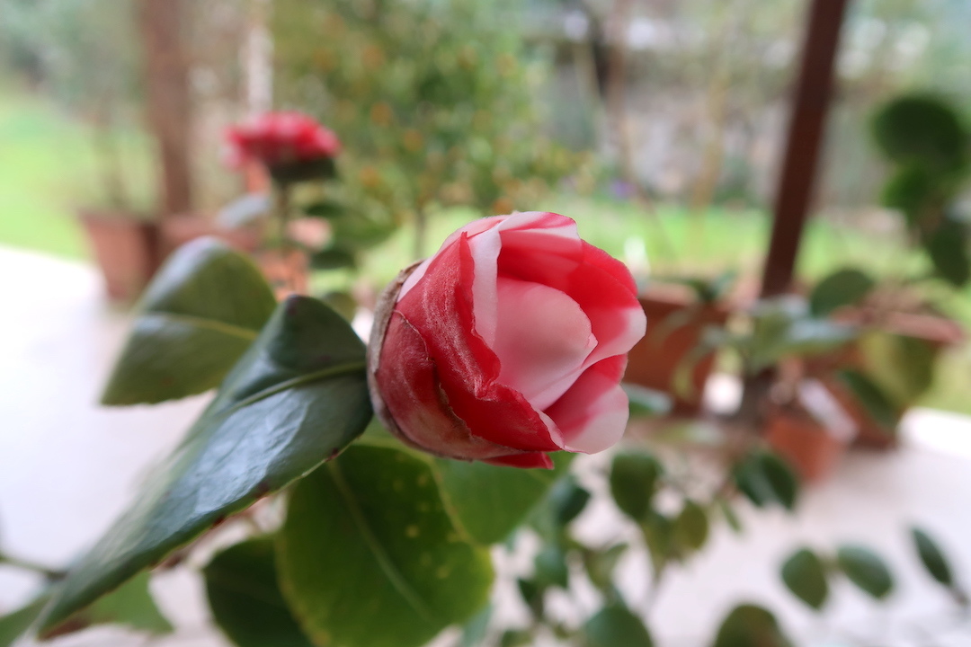 蘭・椿咲いてうれしい春のペルージャ_f0234936_19552670.jpg