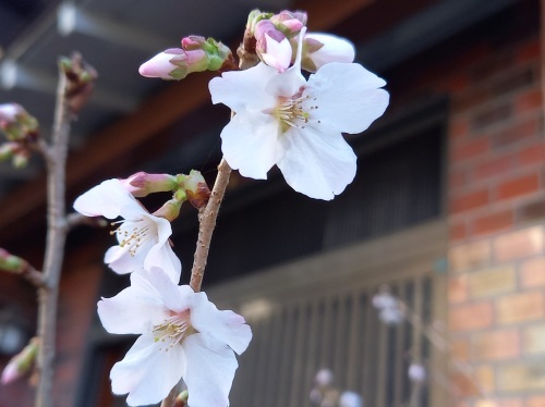 桜の開花宣言とネイルアート_c0137444_09071124.jpg