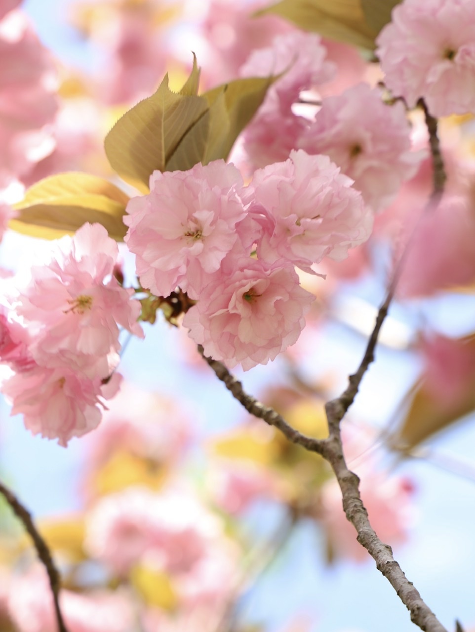 円山生活の会「八重桜とあそぶ会」_d0145345_15291251.jpeg