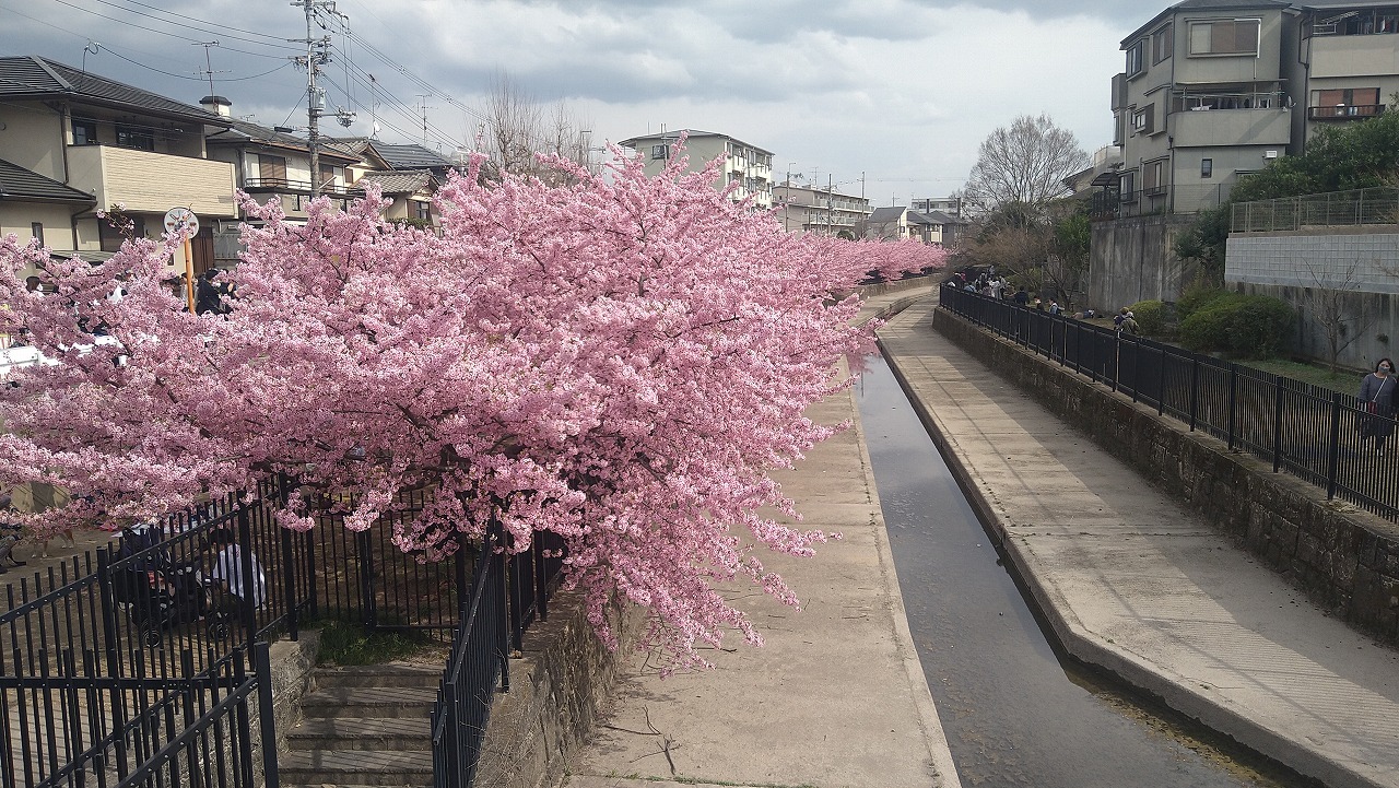淀の河津桜 - のんここっこぼんこ