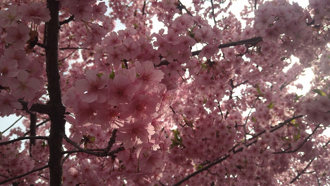 淀の河津桜_d0028325_18052370.jpg