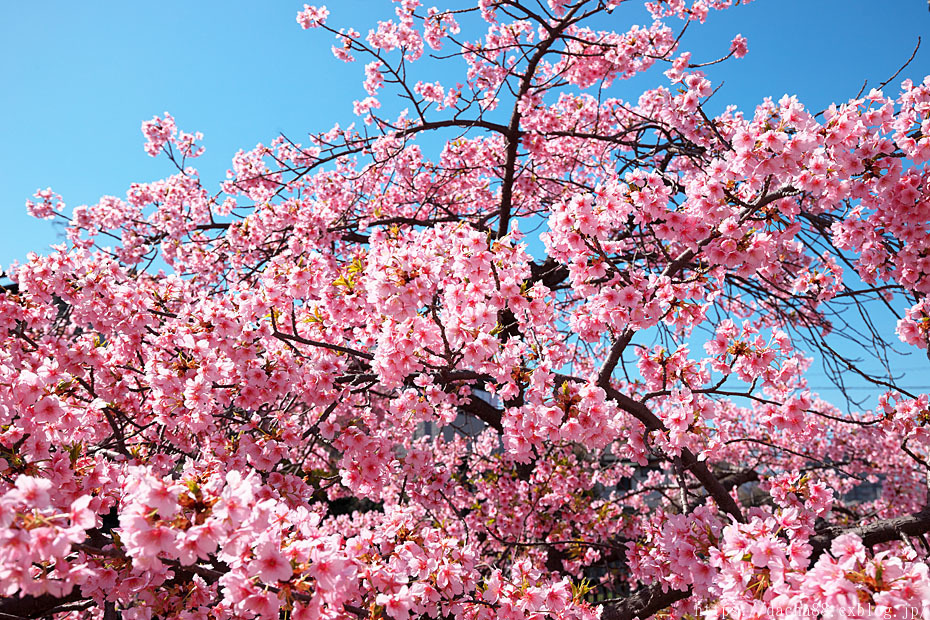 そうだ、京都に行こう　＃3 淀の河津桜_c0067040_15465569.jpg