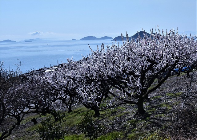 福山市田尻町　杏の里・菜の花畑　_a0284558_14151503.jpg