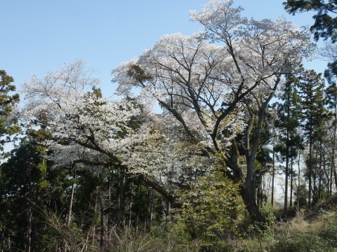 満開の夫婦桜競演と富士の絶景を堪能3・20_c0014967_19024499.jpg