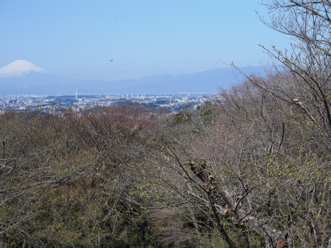 満開の夫婦桜競演と富士の絶景を堪能3・20_c0014967_19101832.jpg