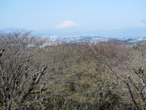 満開の夫婦桜競演と富士の絶景を堪能3・20_c0014967_19104146.jpg