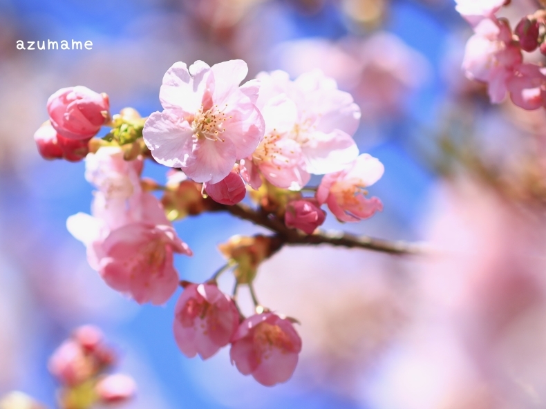 河津桜　~道の駅湯の香しおばら~_d0376975_19222614.jpg