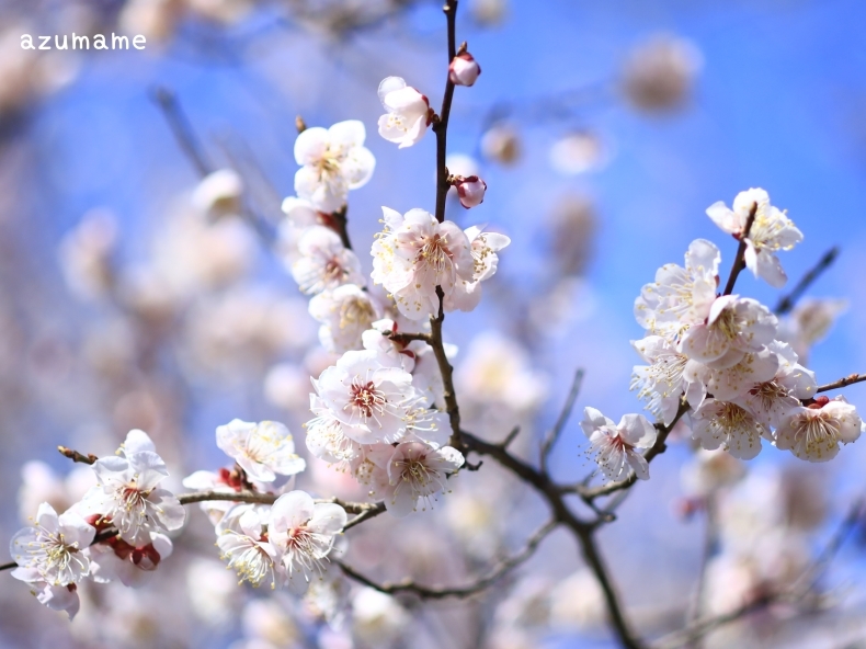 河津桜　~道の駅湯の香しおばら~_d0376975_19234385.jpg