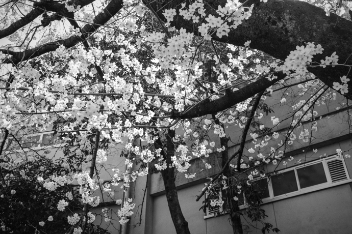 桜の季節_a0390712_17573510.jpg