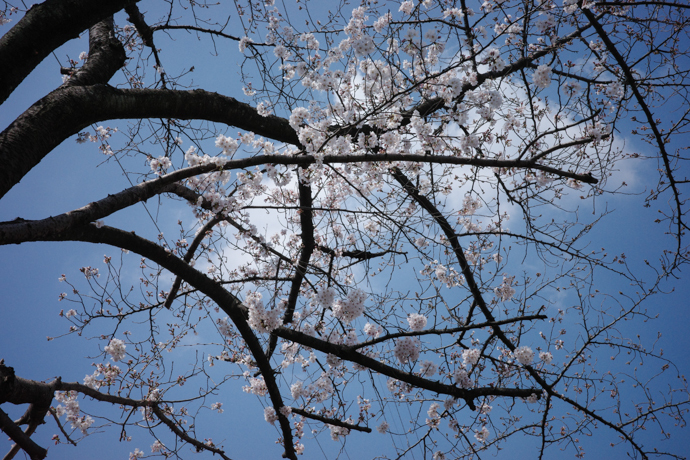 桜の季節_a0390712_17580746.jpg