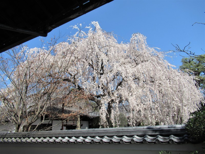 人気枝垂れが満開に　本満寺_e0048413_21452719.jpg