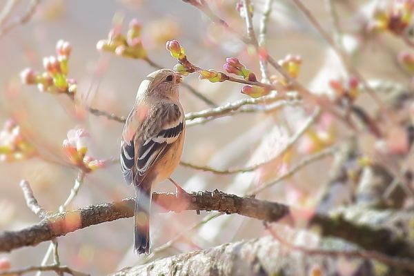 桜の花芽を食べるのはウソだけじゃない_e0413627_14100630.jpg