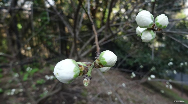 枝垂れ桜_f0364870_22020067.jpg