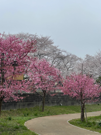 桜が満開です_e0001906_08560550.jpeg