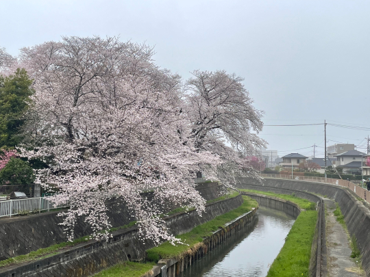 桜が満開です_e0001906_08562351.jpeg