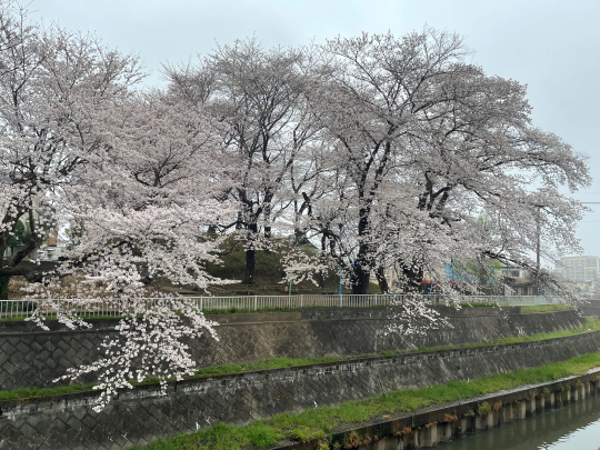 桜が満開です_e0001906_08563950.jpeg