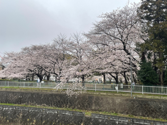 桜が満開です_e0001906_08570452.jpeg