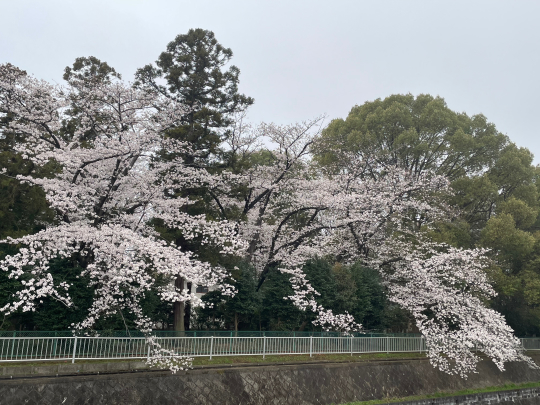 桜が満開です_e0001906_08571988.jpeg
