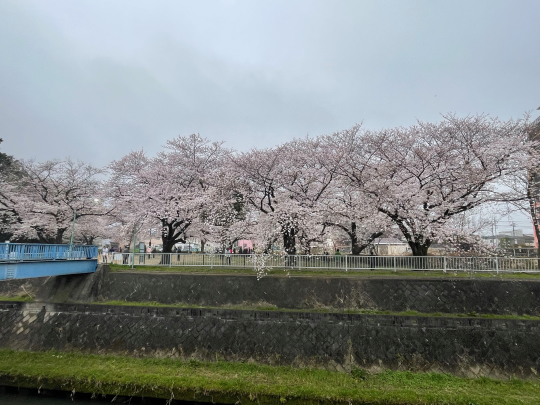 桜が満開です_e0001906_08573379.jpeg