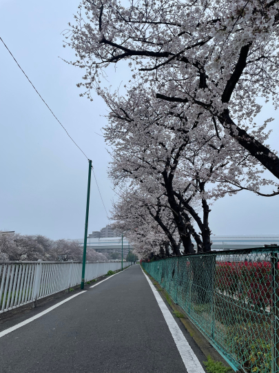 桜が満開です_e0001906_08591575.jpeg