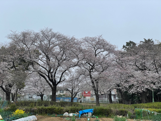 桜が満開です_e0001906_08593885.jpeg