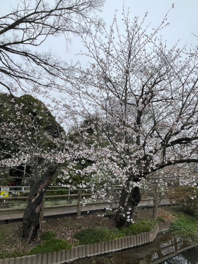 桜が満開です_e0001906_09000557.jpeg