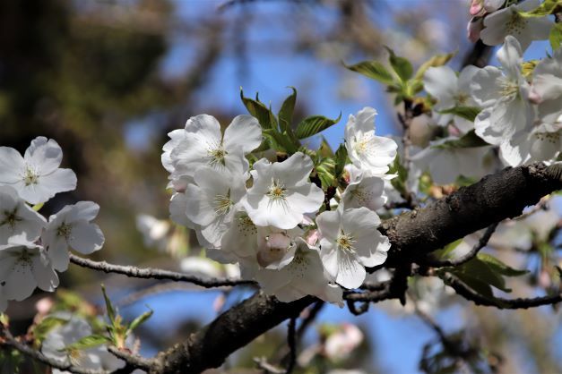 早咲き桜が色々　府立植物園_e0048413_15052947.jpg
