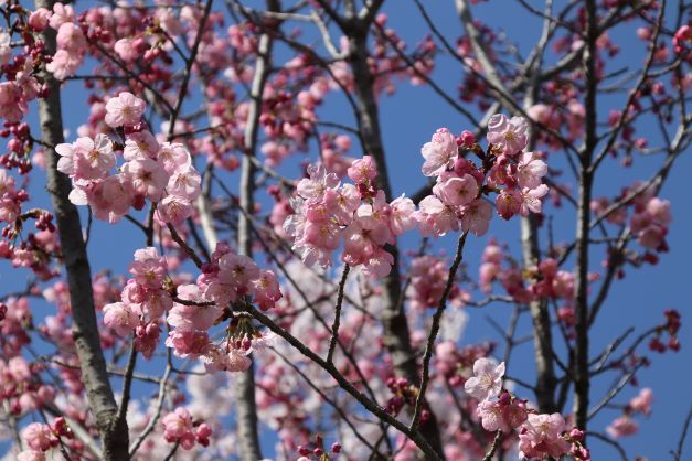 早咲き桜が色々　府立植物園_e0048413_15053786.jpg
