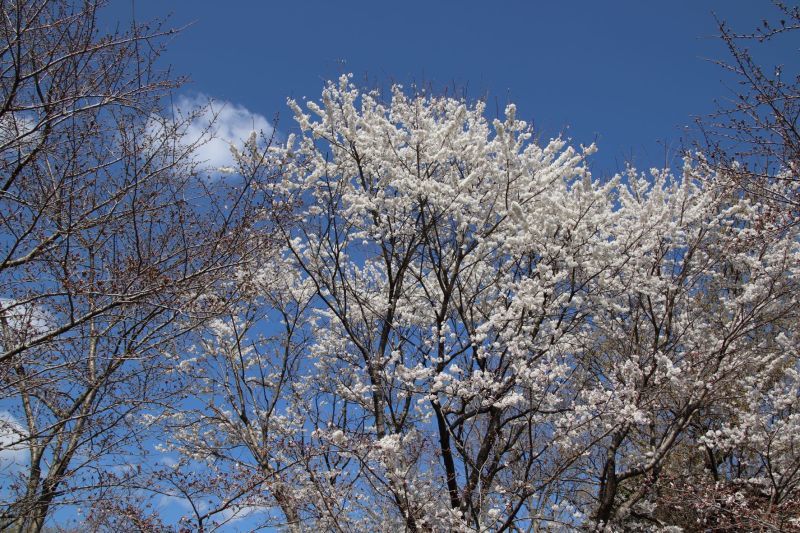 早咲き桜が色々　府立植物園_e0048413_15054113.jpg