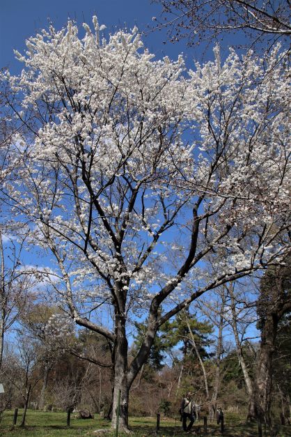 早咲き桜が色々　府立植物園_e0048413_15054520.jpg