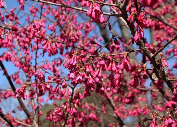 早咲き桜が色々　府立植物園_e0048413_15055278.jpg