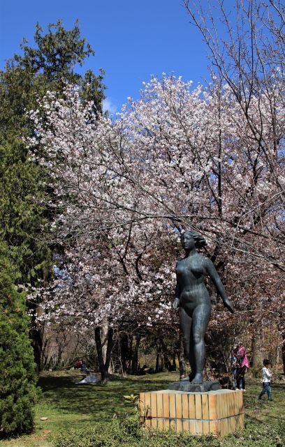 早咲き桜が色々　府立植物園_e0048413_15055523.jpg