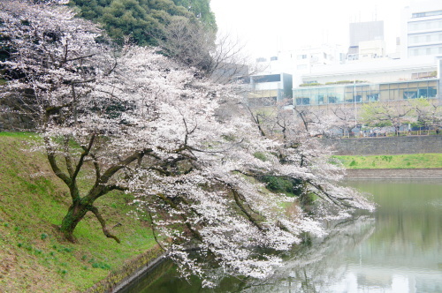 【千鳥ヶ淵・靖国神社の桜も見頃】_f0215714_09420369.jpg